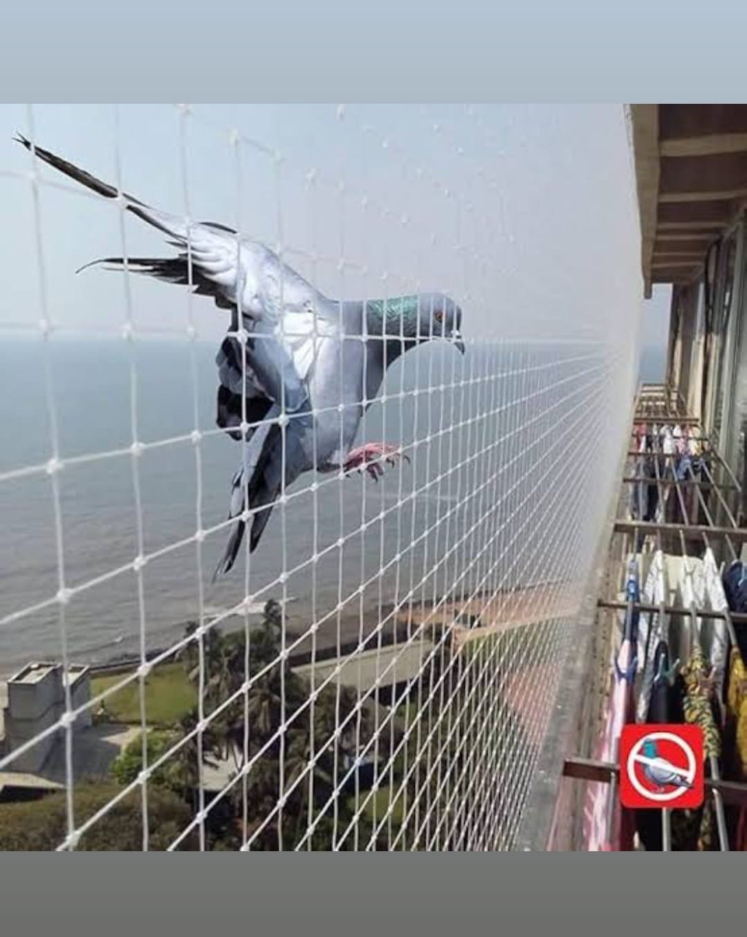 Pigeon Net